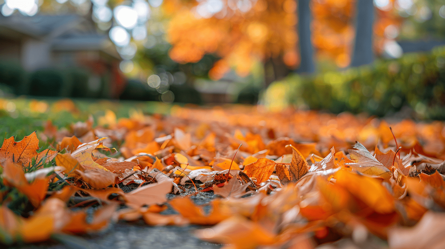 fall leaves on a lawn