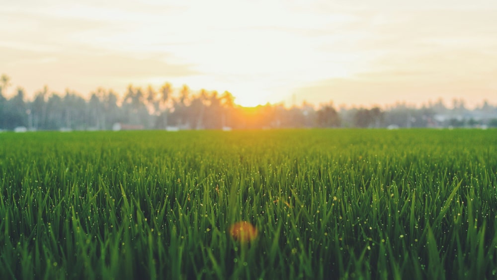 grass and a sunset